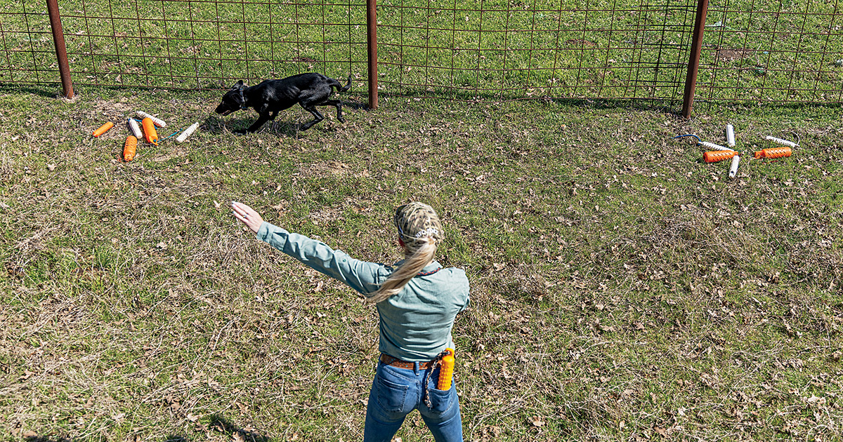 Labrador retriever during a training session. Photo by Todd J. and Nancy Steele